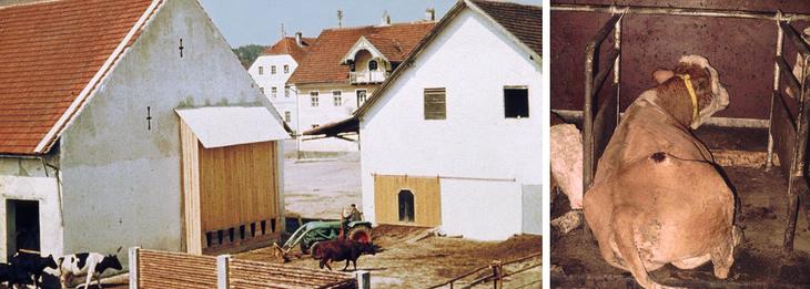 Liegeboxenlaufstall / © Schulz, ALB Bayern - www.alb-bayern.de Liegeboxenlaufstall