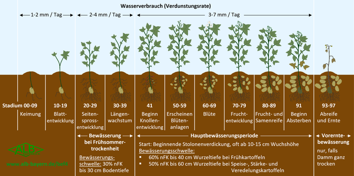 Bewässerunsmanagement zu Kartoffeln / © ALB Bayern e.V. Bewässerunsmanagement zu Kartoffeln