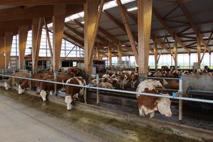 Mit 14 Meter Firsthöhe verfügt der Stall über eine ausgezeichnete Luftzirkulation. / © Martin Mülller - ALB Bayern e.V. Mit 14 Meter Firsthöhe verfügt der Stall über eine ausgezeichnete Luftzirkulation.