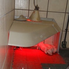 Ferkelnestabdeckung / © J. Neiber (LfL) Ferkelnestabdeckung