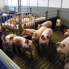 Mastschweinehaltung / © J. Neiber (LfL) Mastschweinehaltung