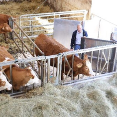 Zum Separieren der Tiere vor der Schlachtung wird eine an der Wand verstaute und mit Faltgelenk versehene mobile Abtrennung genutzt / © M. Ochsenkühn Zum Separieren der Tiere vor der Schlachtung wird eine an der Wand verstaute und mit Faltgelenk versehene mobile Abtrennung genutzt
