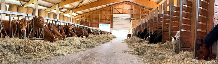Gemeinsamer Futtertisch für Pferde und Mastfärsen / © M. Ochsenkühn Gemeinsamer Futtertisch für Pferde und Mastfärsen