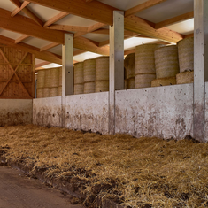 Im 6 m breiten Liegebereich der Mastfärsen wird jede Sorte von Stroh ungeschnitten von Hand eingestreut / © P. Wagner, ALB Im 6 m breiten Liegebereich der Mastfärsen wird jede Sorte von Stroh ungeschnitten von Hand eingestreut