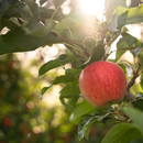Tropfbewsserung im Obstbau