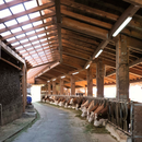 Milchviehstall Seitner