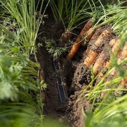 Tropfbewässrung zu Karotten am Landwirtschaftsbetrieb Remlinger Rüben Tropfbewässrung zu Karotten am Landwirtschaftsbetrieb Remlinger Rüben