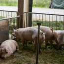 Landwirtschaft in Niederbayern (Lkr. Rottal-Inn und Passau)